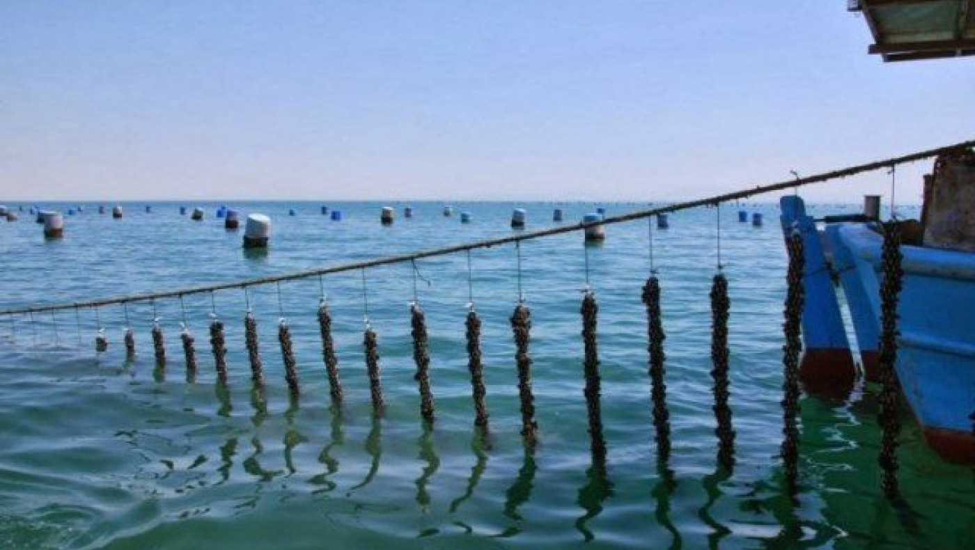 ΑΠΙΣΤΕΥΤΟ:  Το BBC ψαρεύει  μύδια από τον  Θερμαϊκό!