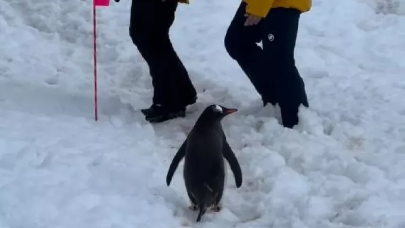 Ανταρκτική: «Ευγενικός» πιγκουίνος περιμένει πίσω από ζευγάρι για να κάνουν στην άκρη