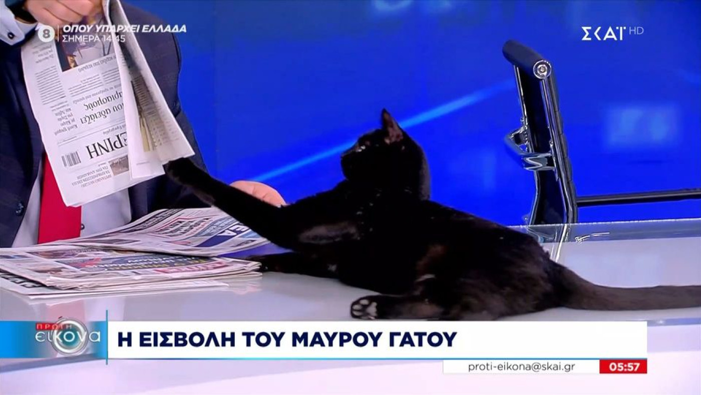 Viral η γάτα του ΣΚΑΙ που θέλει να διαβάσει... εφημερίδα