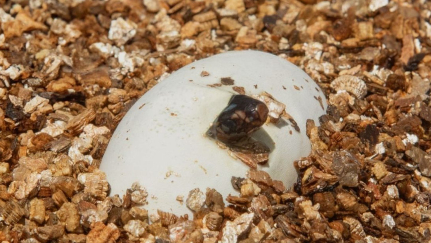 Το μικροσκοπικό ερπετό που μπορεί να σκοτώσει 100 ανθρώπους με ένα δάγκωμα!