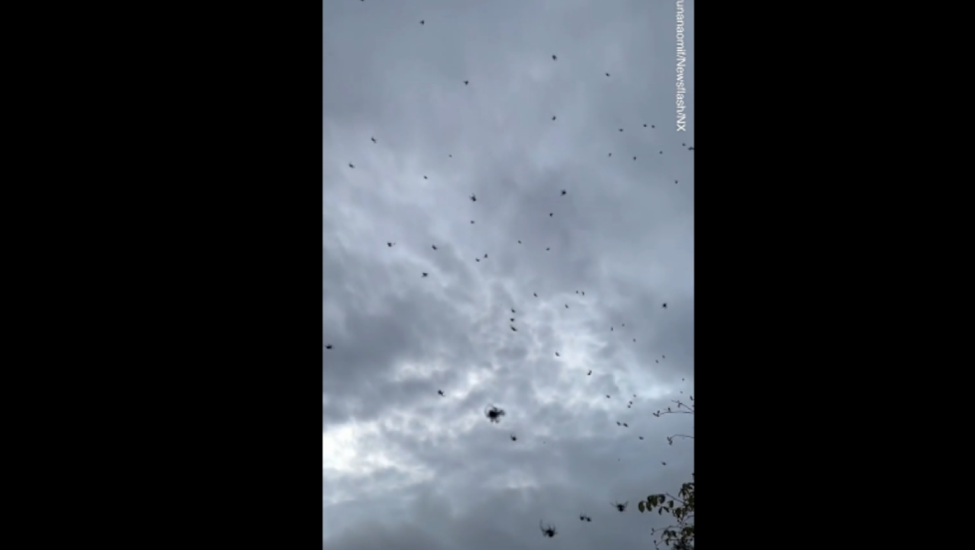 Βραζιλία: Κατακλυσμός από αράχνες-Ποια η εξήγηση