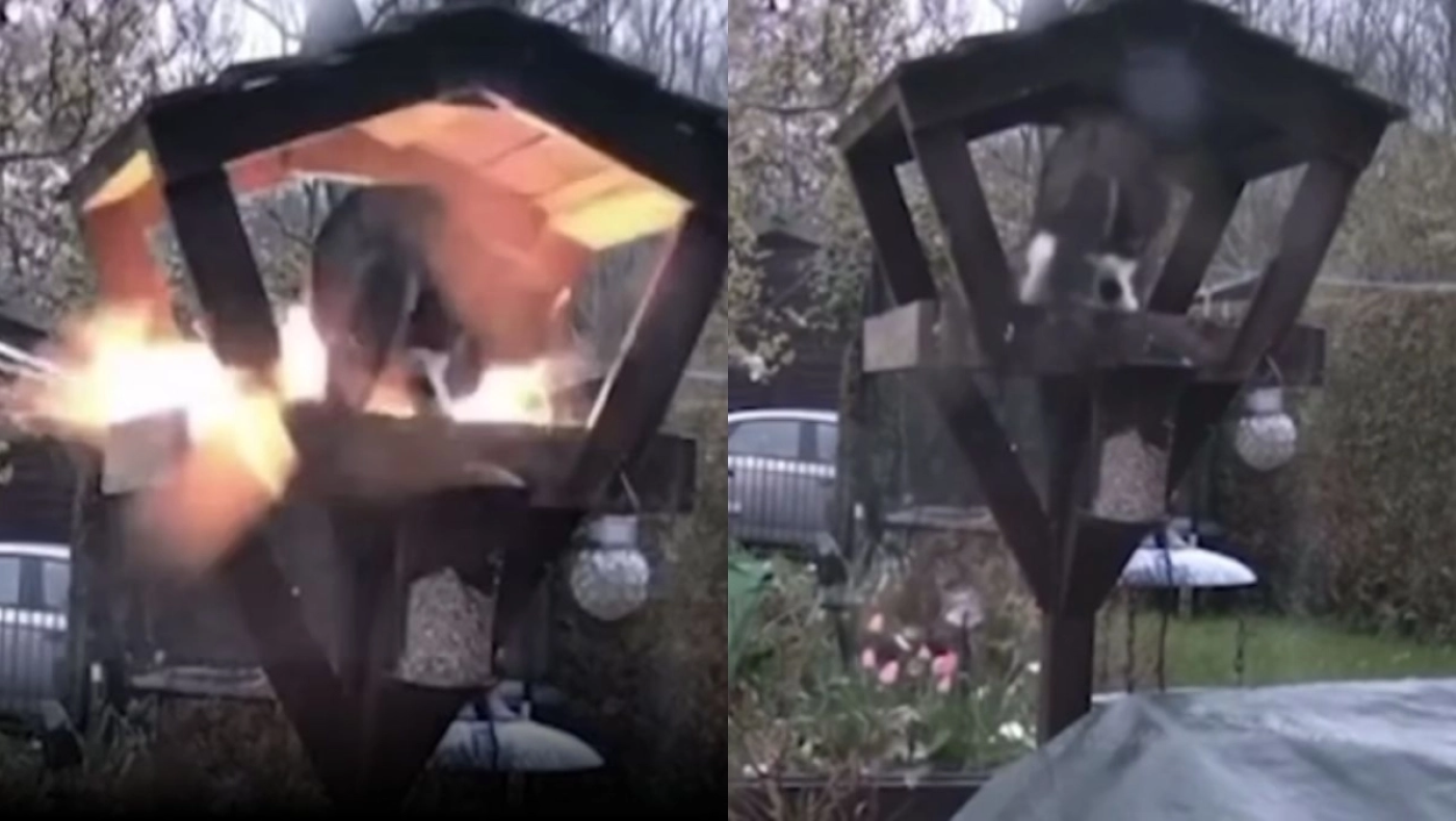 Δημοτικός σύμβουλος έβαλε εκρηκτικά σε γάτα γειτόνισσας του!