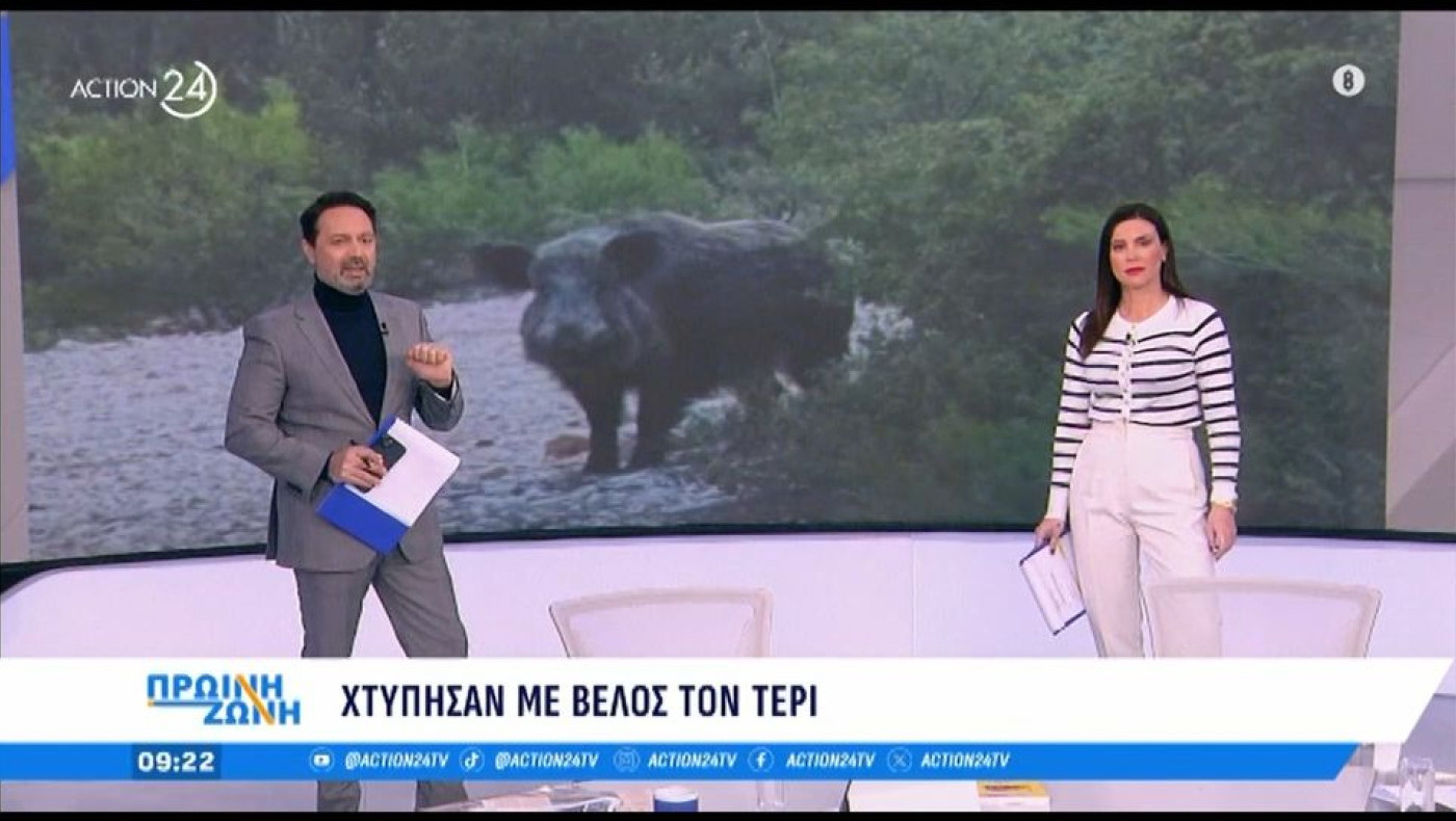 Πάρνηθα: Χτύπησαν με κυνηγετικό τόξο το αγριογούρουνο «Τέρι»