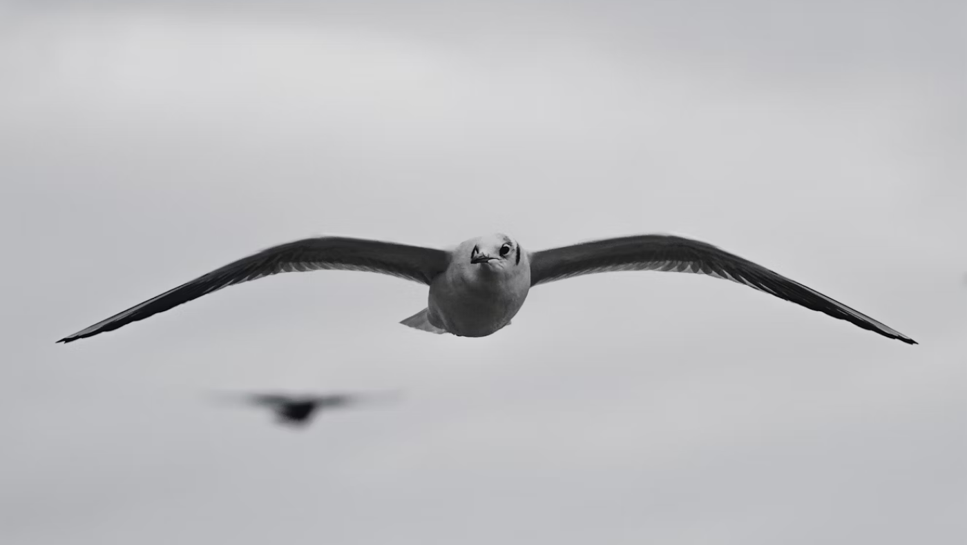 Γέννησε ξανά στα 74 του το γηραιότερο πουλί στον κόσμο!