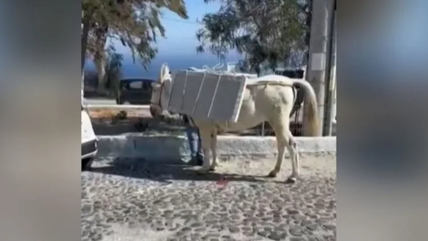 Σαντορίνη: Φορτώνουν γαϊδουράκια με οικοδομικά υλικά!