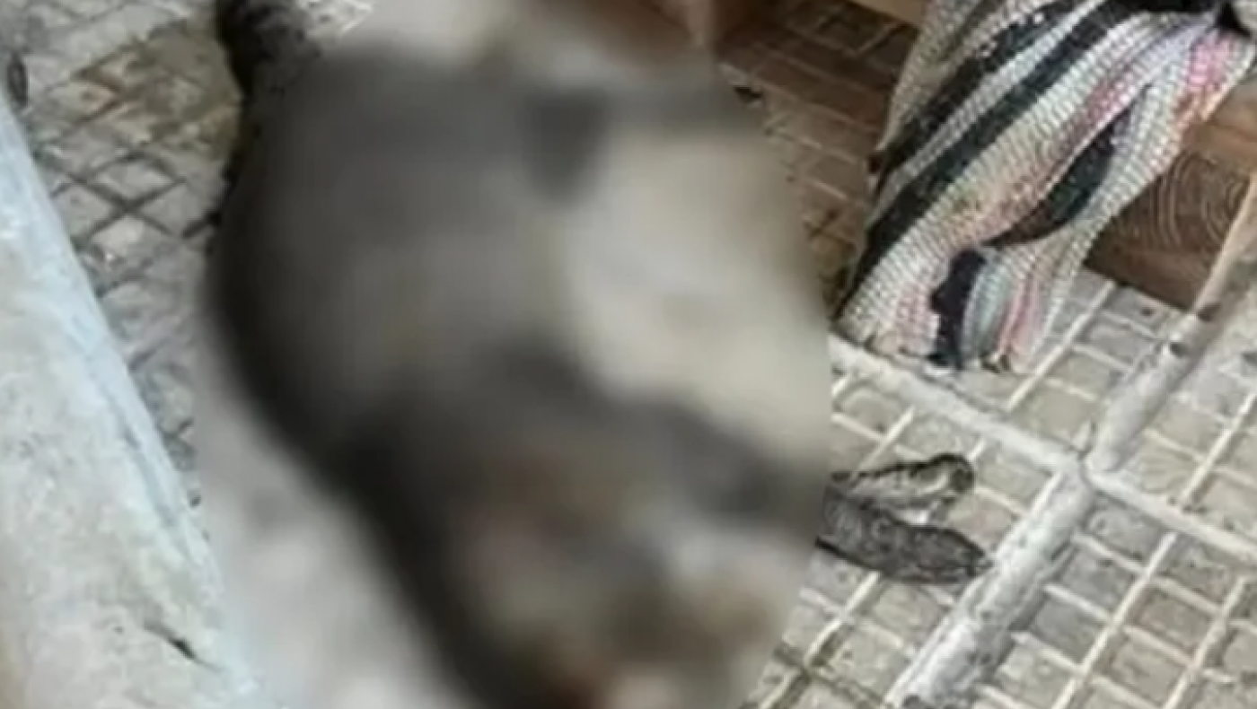 Θεσσαλονίκη: Συνταξιούχος αστυνομικός δηλητηρίασε τις 24 γάτες στην Τούμπα