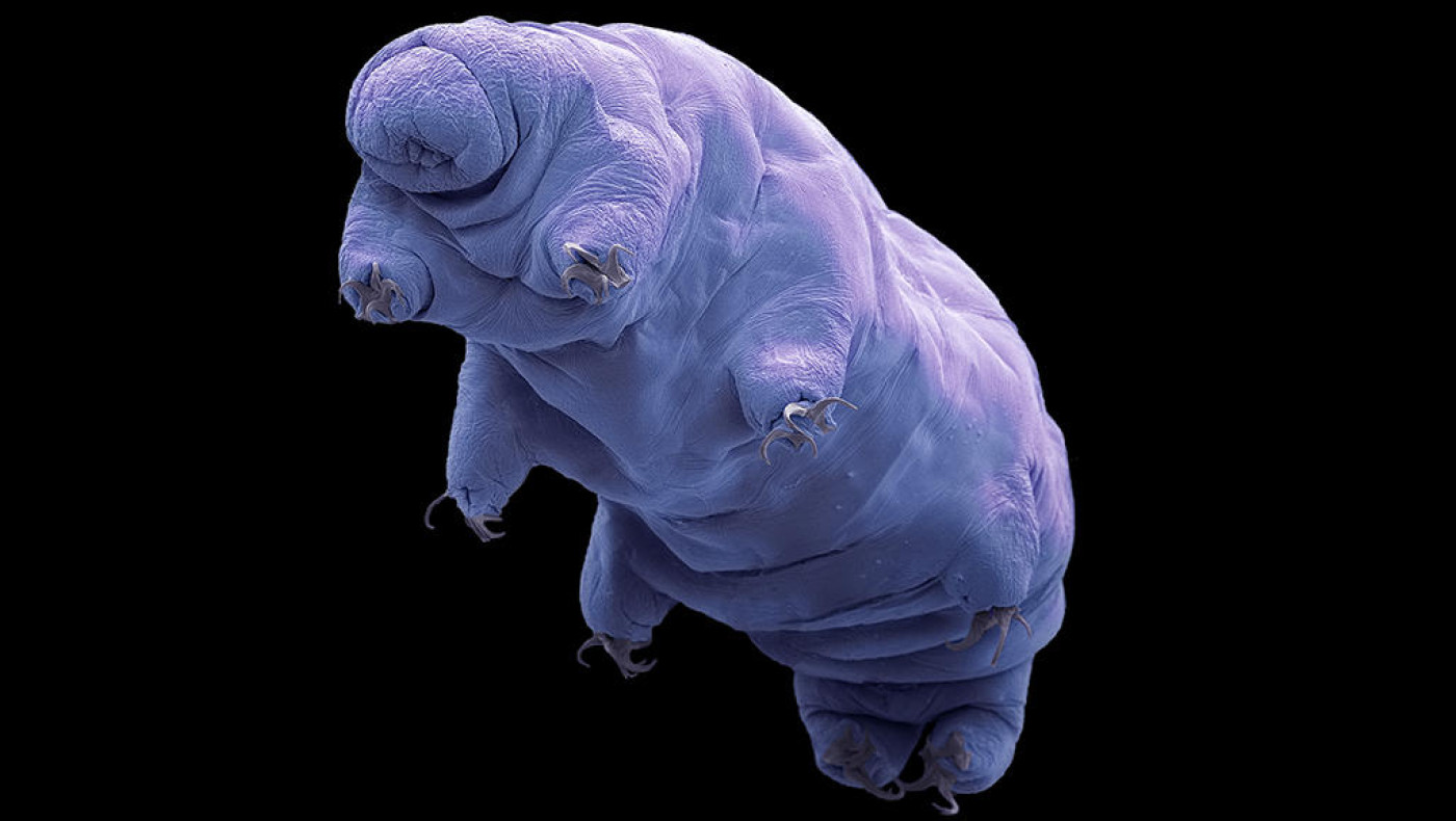 Αφού ο άνθρωπος καταστρέψει τον πλανήτη, ποιος θα είναι ο τελευταίος επιζών;