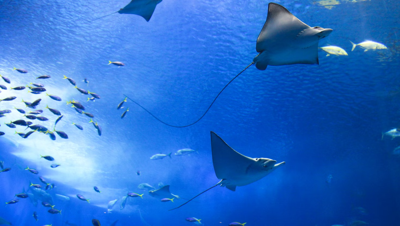 «Ώρα μηδέν» για την Κασπία θάλασσα - Κίνδυνος για το οικοσύστημα