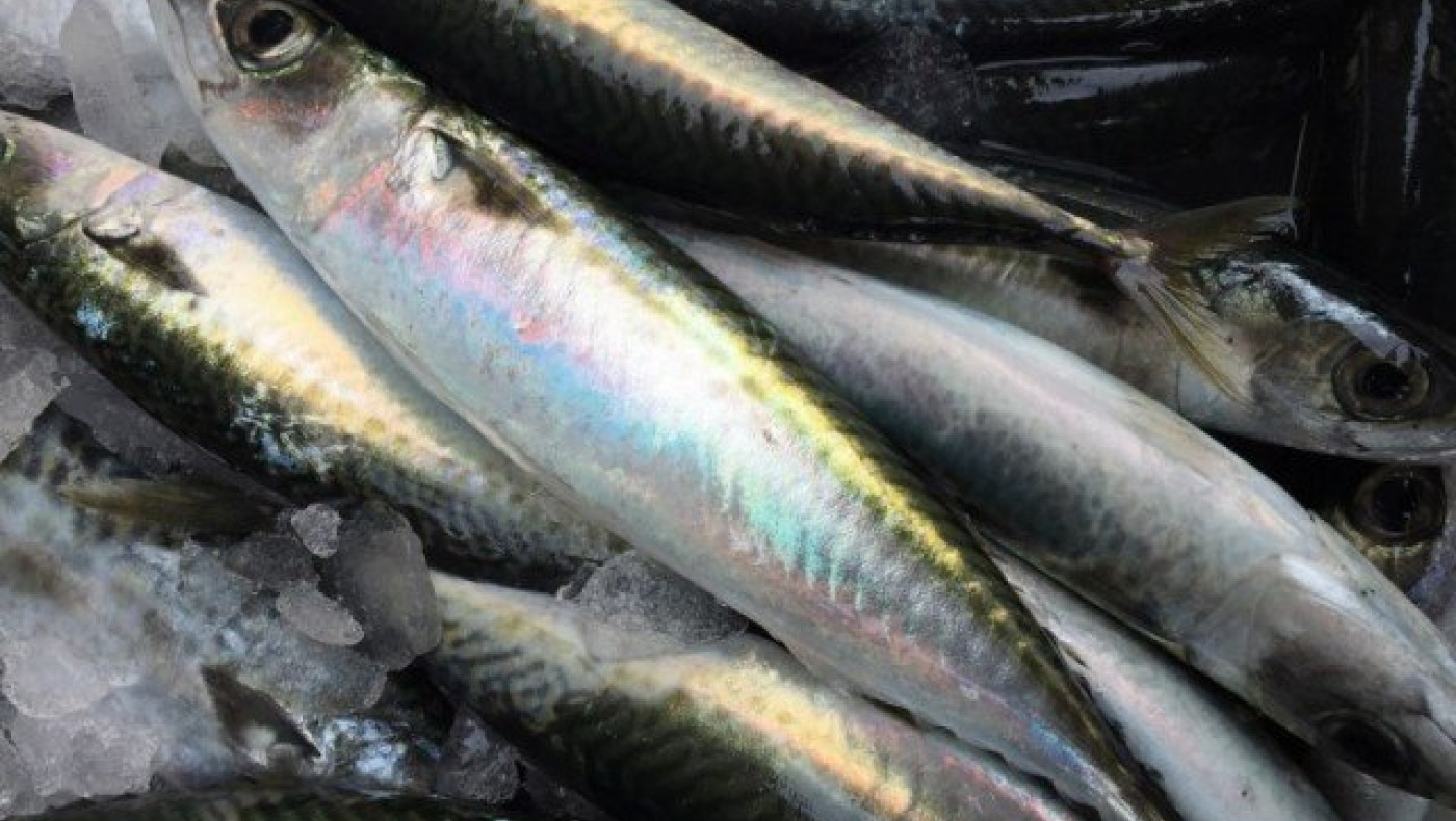 Θεσσαλονίκη: Κατασχέθηκαν 50 κιλά κολιού στη Ν. Μηχανιώνα