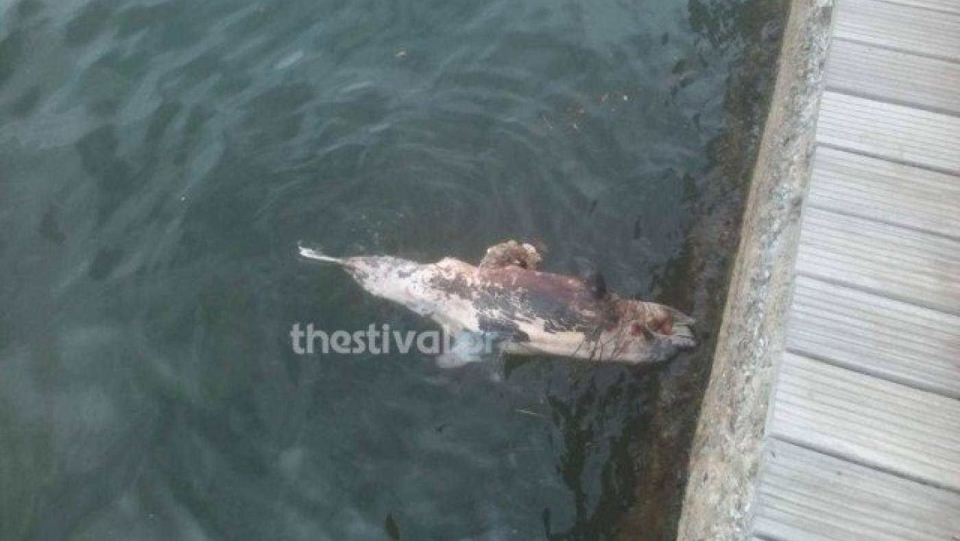 Θεσσαλονίκη:  Νεκρό  δελφίνι στη  Νέα  Παραλία (ΒΙΝΤΕΟ)