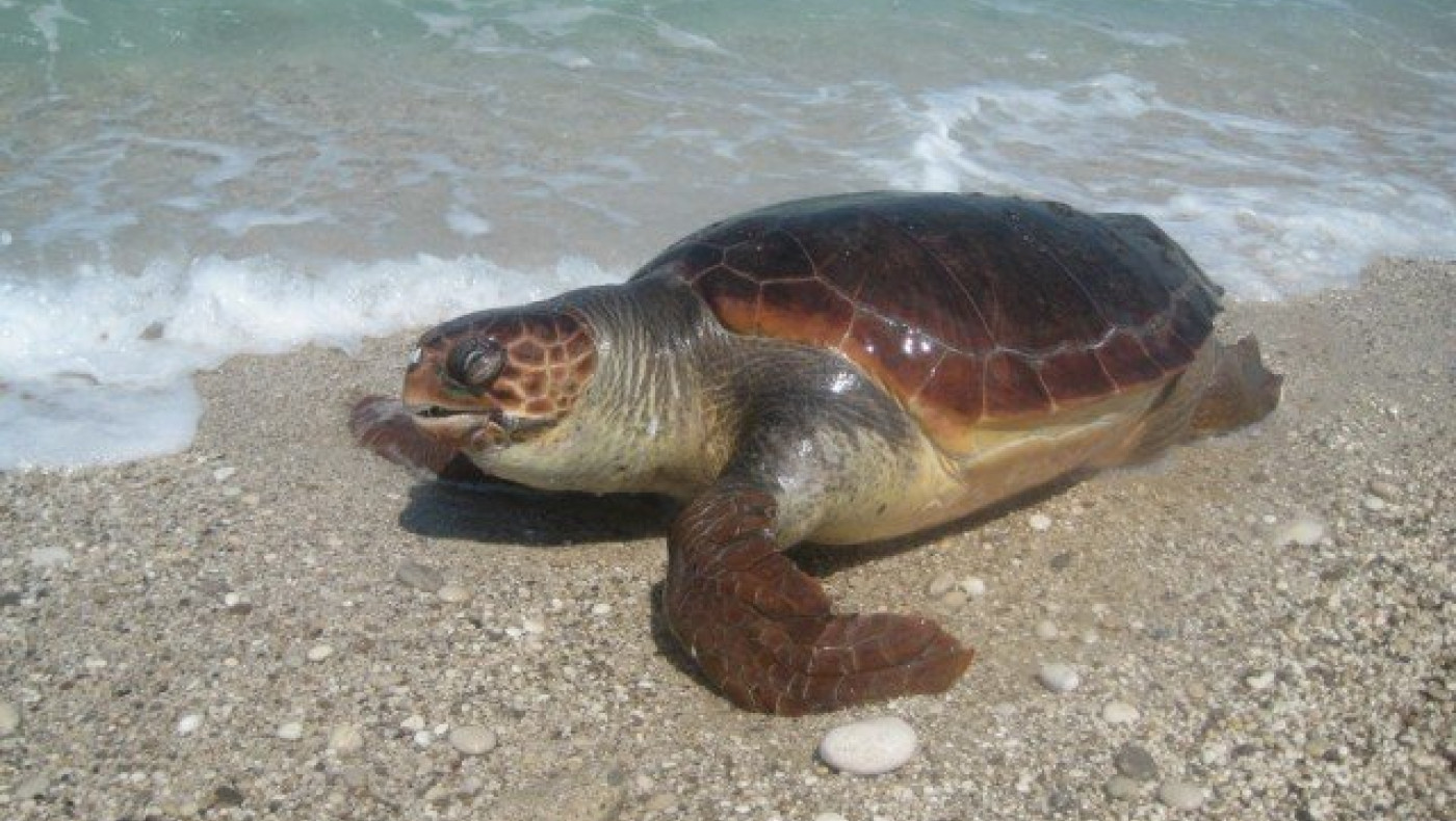 Ακόμη μια νεκρή χελώνα καρέτα-καρέτα στην παραλία Θεσ/νίκης (ΒΙΝΤΕΟ)
