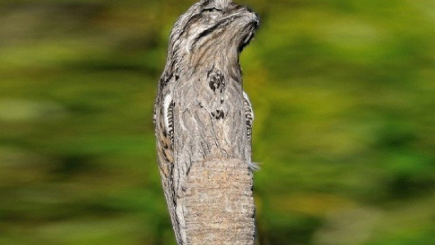 ΟΠΤΙΚΟ ΤΕΣΤ: Είστε βέβαιοι ότι βλέπετε έναν κορμό δέντρου;