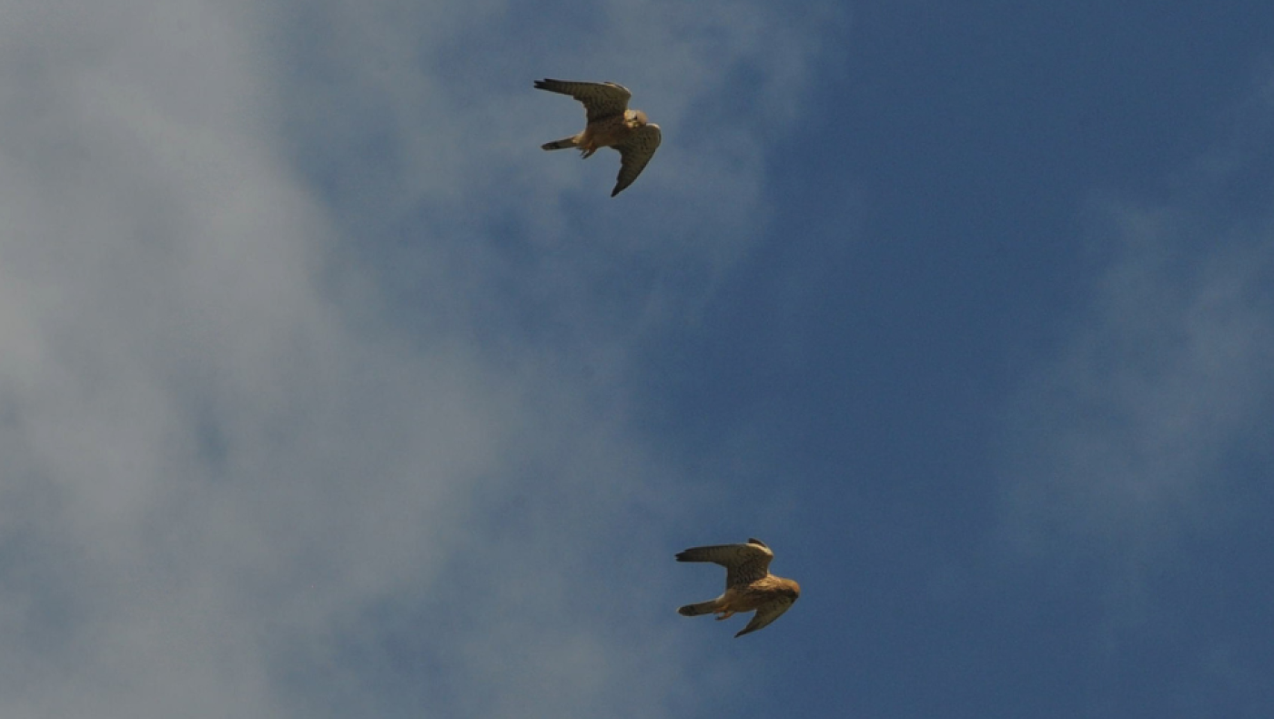 Ο δήμος Ξάνθης «επιστρατεύει» γεράκια: Δεν φαντάζεστε τον λόγο!