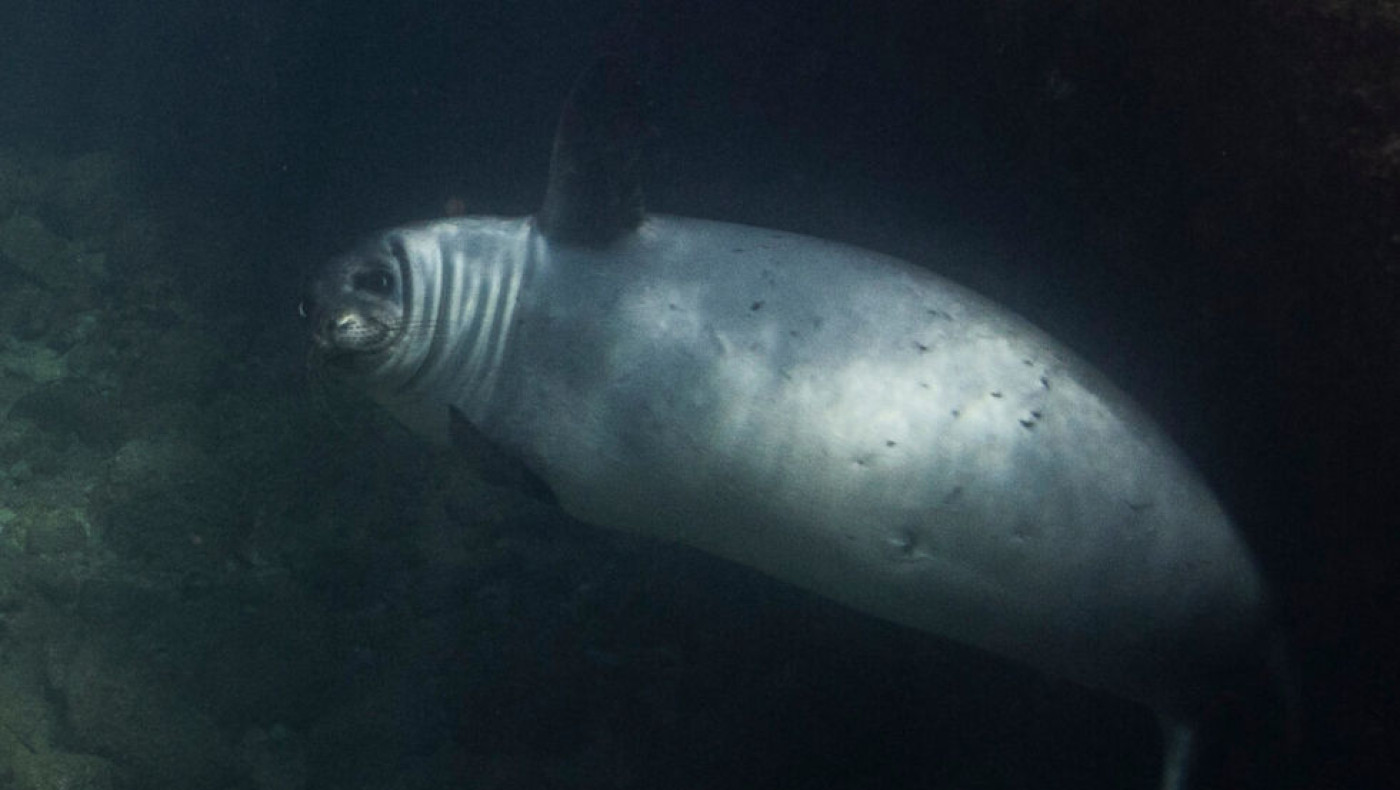 Νησίδα Φορμίκουλα: Πού βρίσκεται το καταφύγιο της μεσογειακής φώκιας