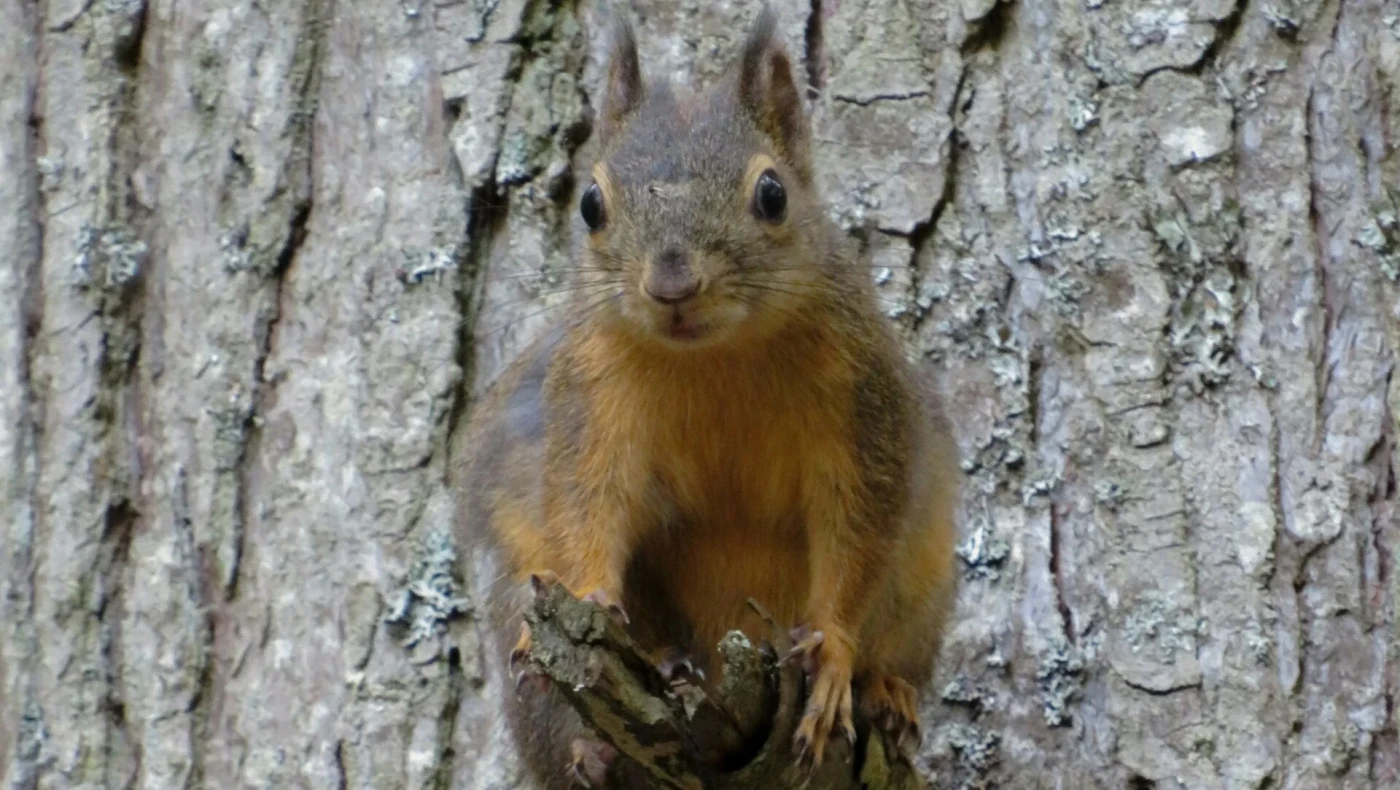 Σκιουρίνα σώζει τα μικρά της από επίθεση φιδιού!