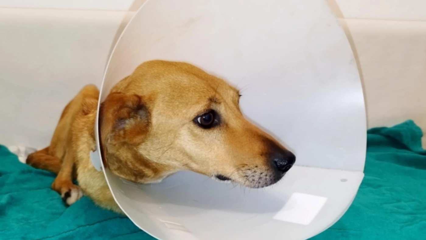 Ηράκλειο: Πυροβόλησαν σκύλο και του έσπασαν κόκκαλα