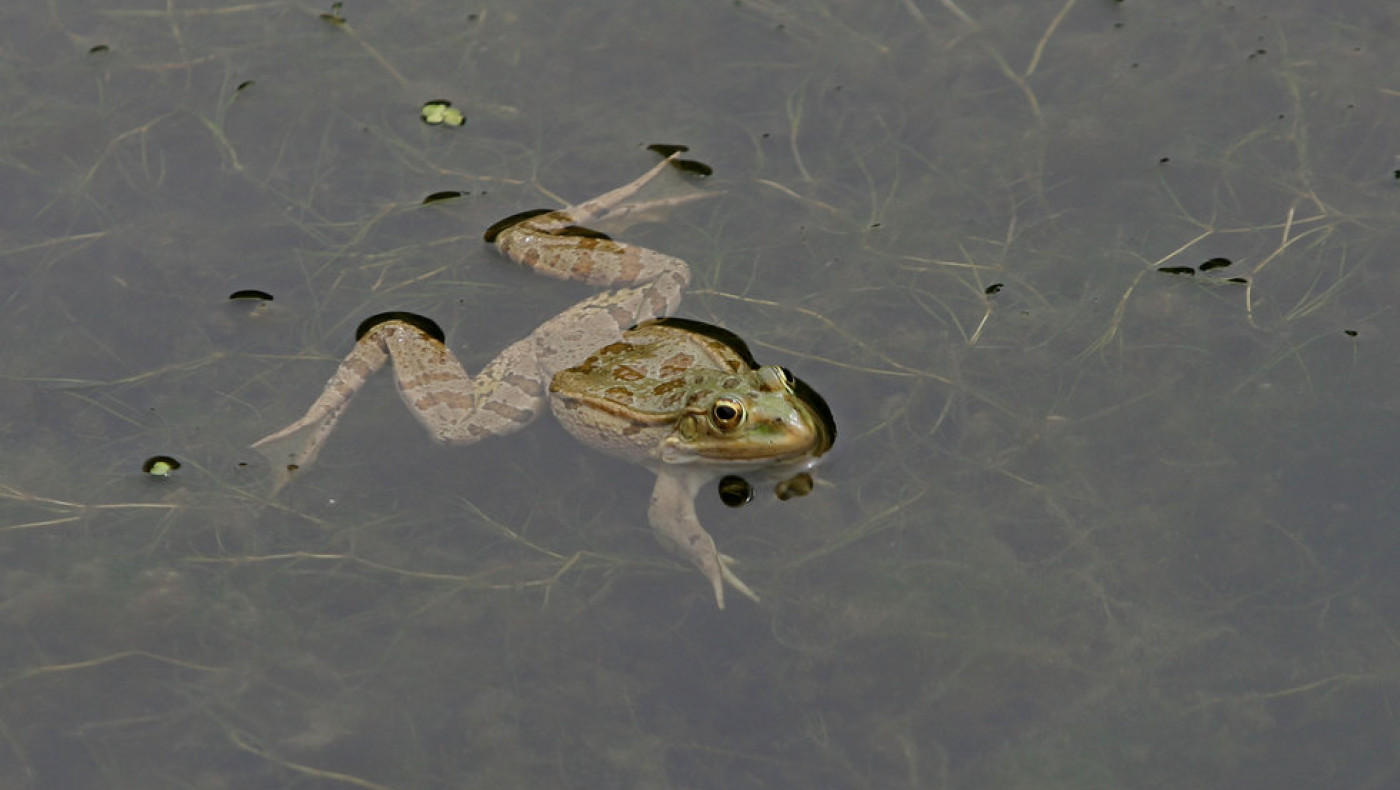 Χαλκιδική: «Έβρεξε» βατράχια στα Νέα Μουδανιά-Πώς εξηγείται το σπάνιο φαινόμενο