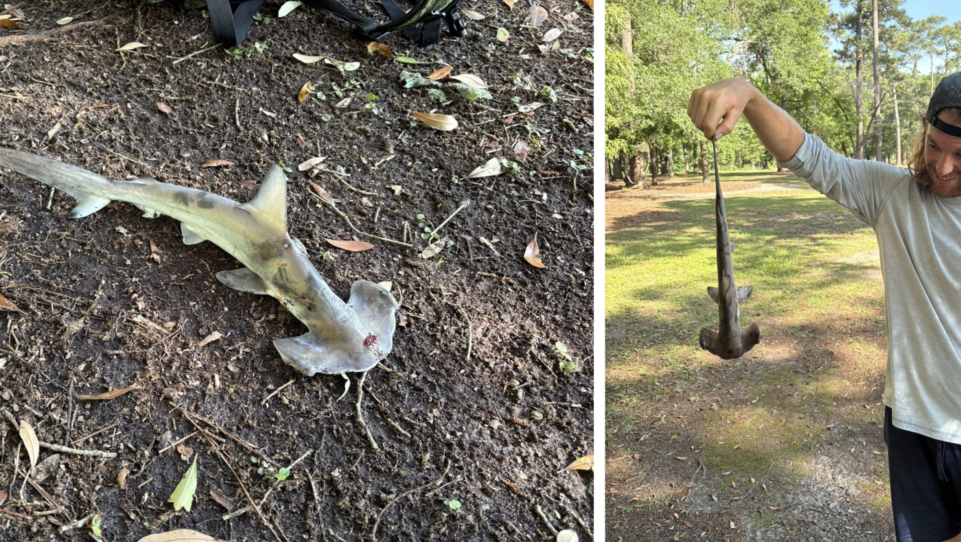 Έβρεξε... καρχαρίες σε γήπεδο γκολφ!