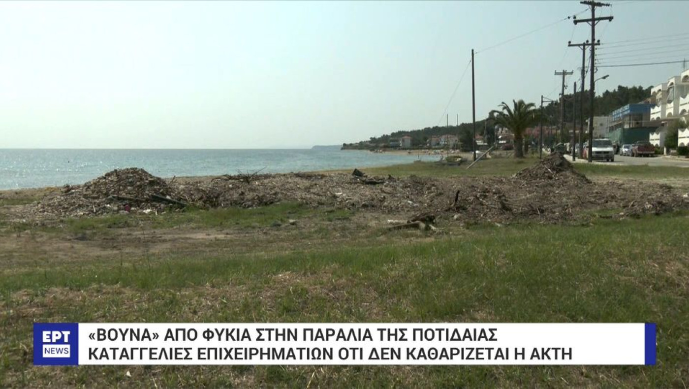 Χαλκιδική: Στοιβαγμένα φύκια στην παραλία της Ποτίδαιας