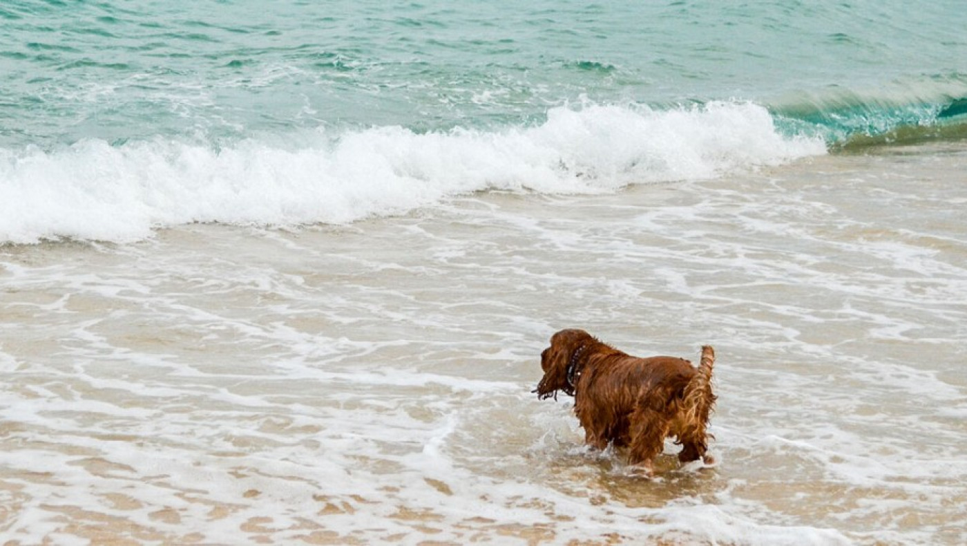 Αναλυτικός οδηγός: Τι επιτρέπεται και τι απαγορεύεται για τα σκυλιά στην παραλία