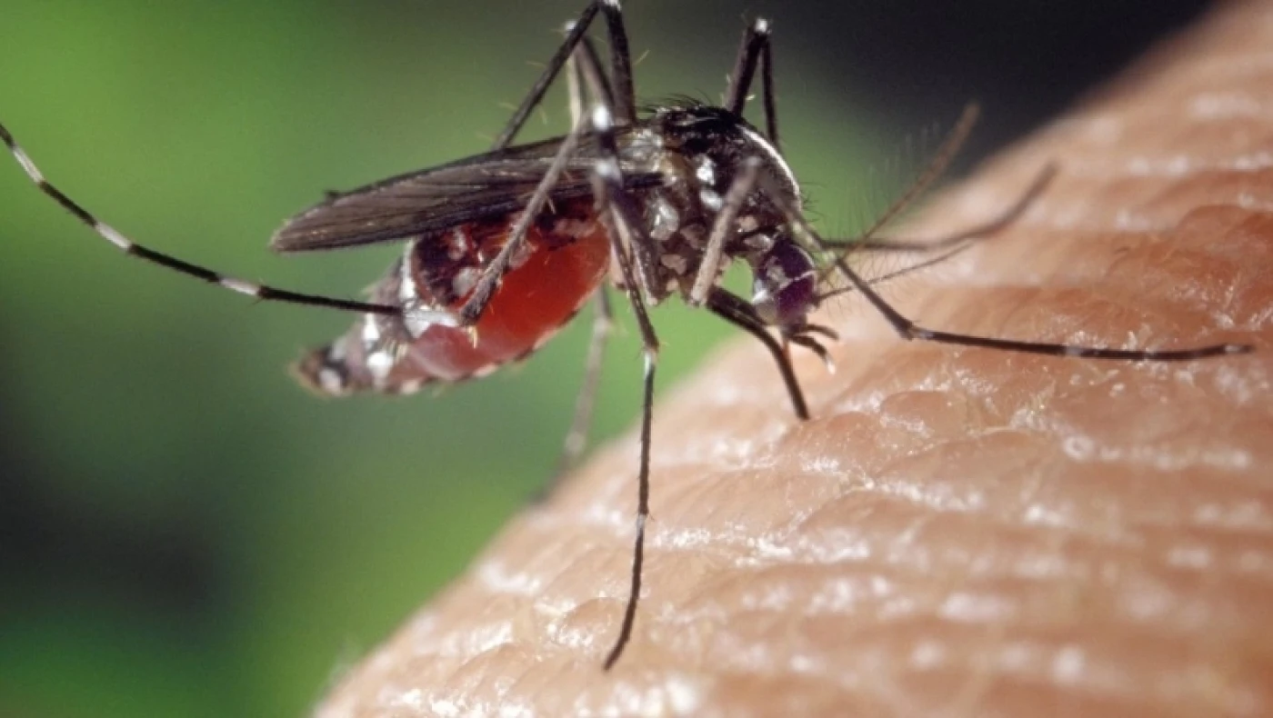 Τσίμπημα κουνουπιού: Τι δεν πρέπει να κάνεις