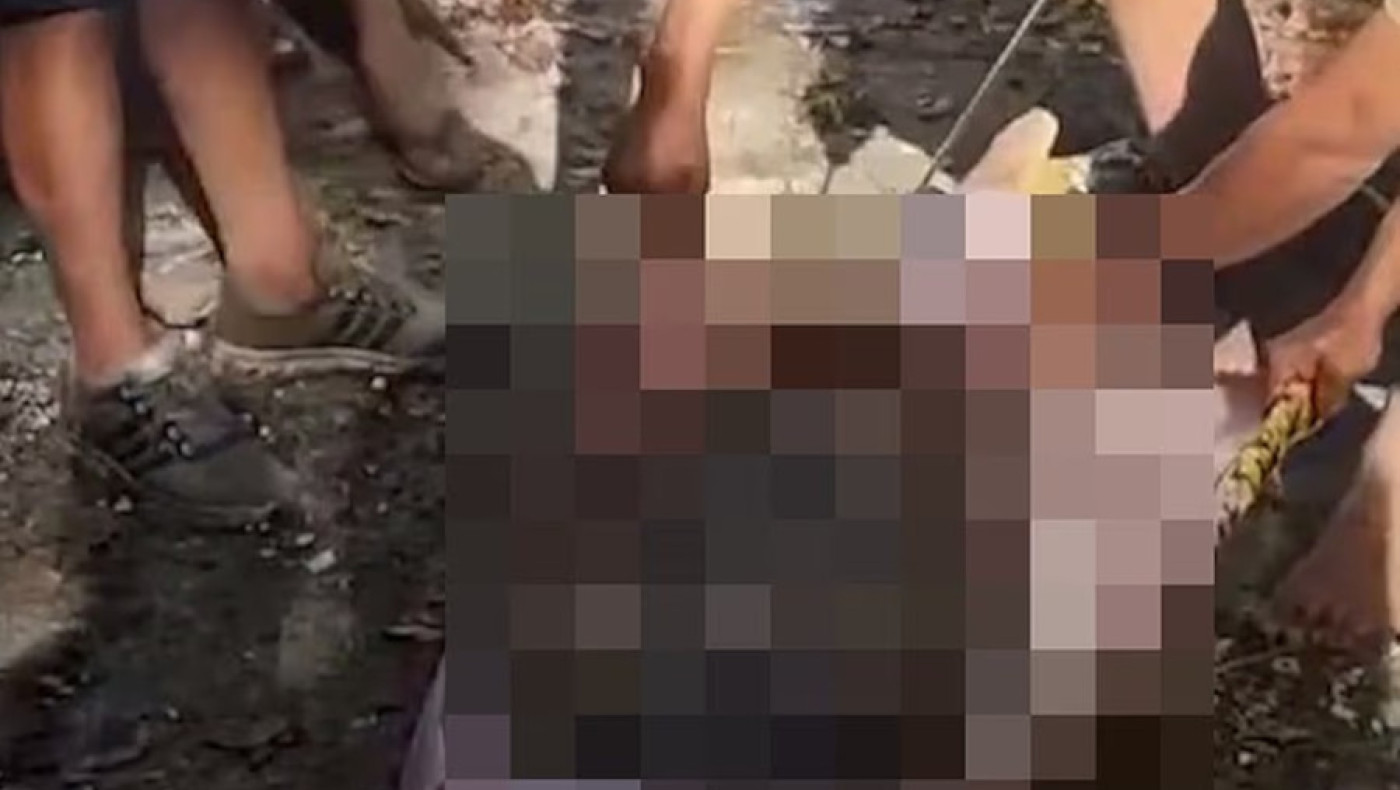 Πύθωνας 8,5 μέτρων κατάπιε αγρότη!