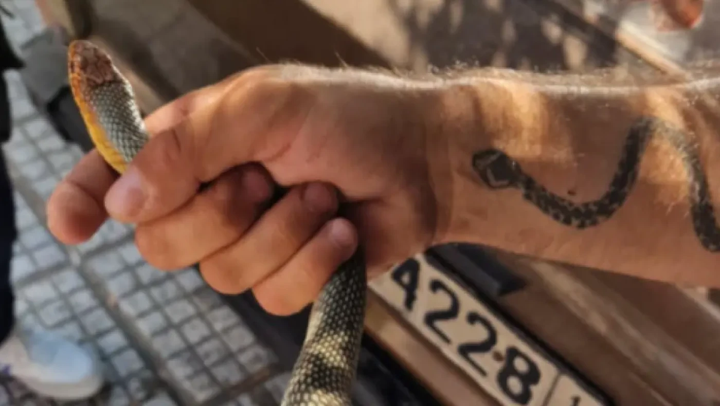 Θεσσαλονίκη: Ποιο είναι το φίδι που βρέθηκε στο κέντρο της Καλαμαριάς