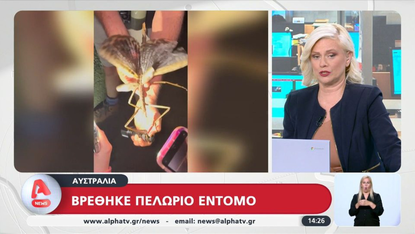 Το μεγαλύτερο έντομο του κόσμου μόλις ανακαλύφθηκε - Και σίγουρα δεν θυμίζει τίποτα άλλο