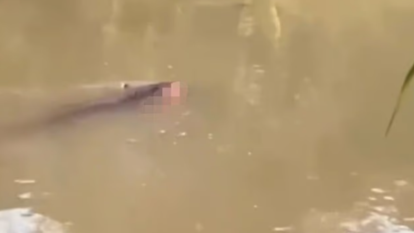 Τραγικός θάνατος 53χρονου στην Ινδονησία - Τον κατασπάραξε κροκόδειλος