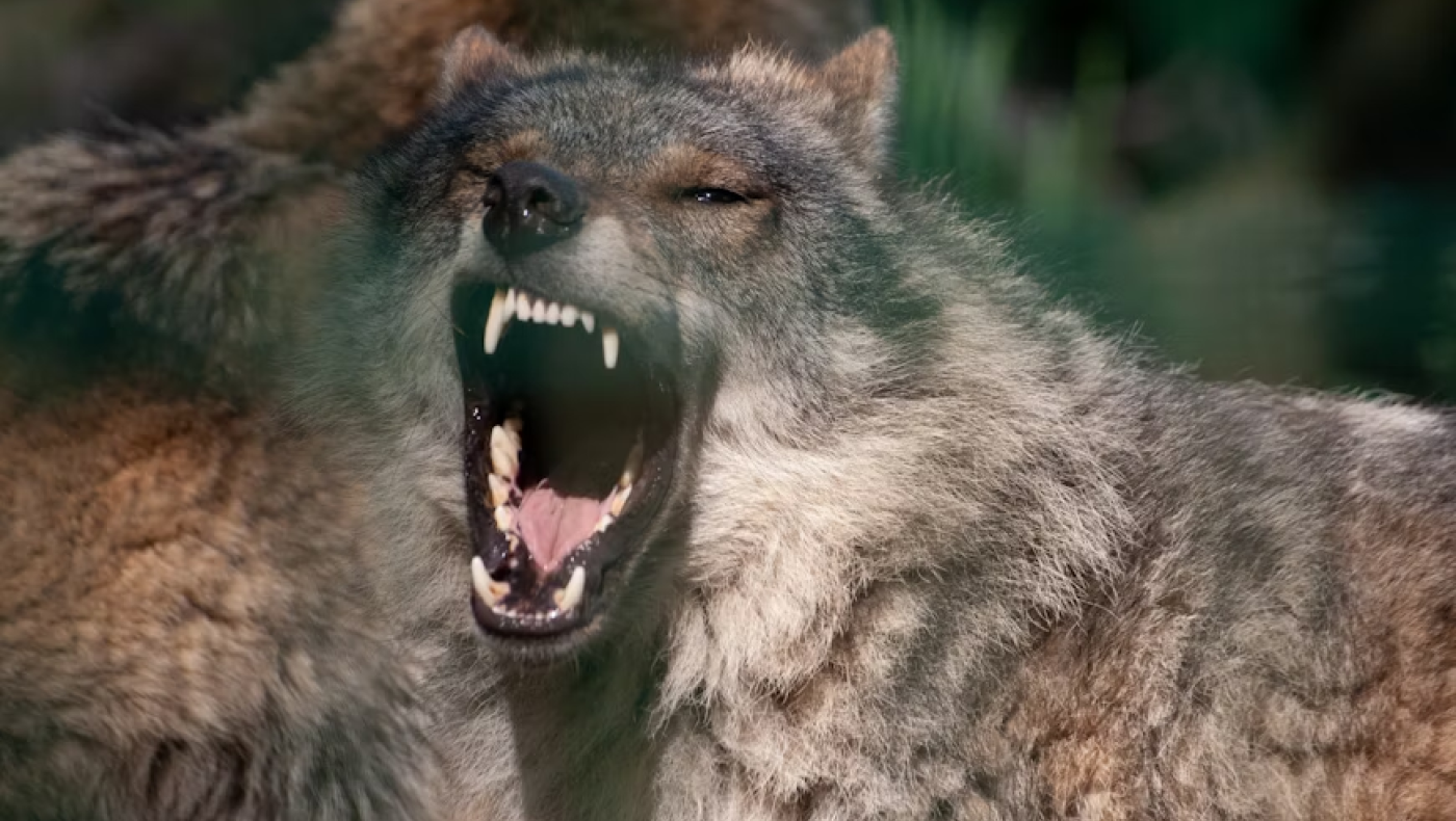 Χαλκιδική: Θερμικές κάμερες για τον εντοπισμό του λύκου που επιτέθηκε σε 5χρονη