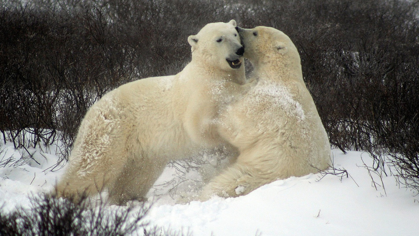 Ρωσία: Κατάληψη νησιού από πολικές αρκούδες (vid)
