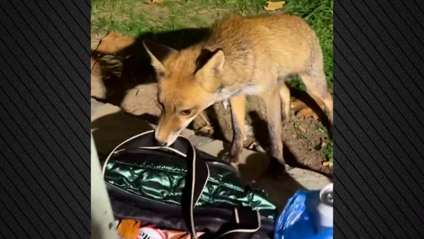 Πεινασμένη αλεπουδίτσα δαγκώνει τσάντα με γεύση... κρουασάν!