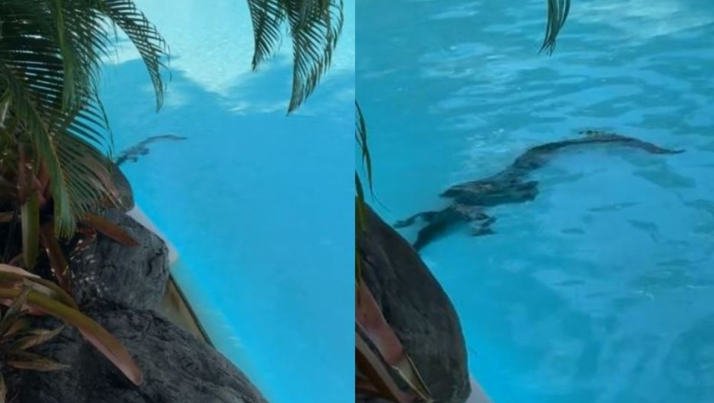 Κροκόδειλος  πλατσούριζε αμέριμνος σε...πισίνα ξενοδοχείου!