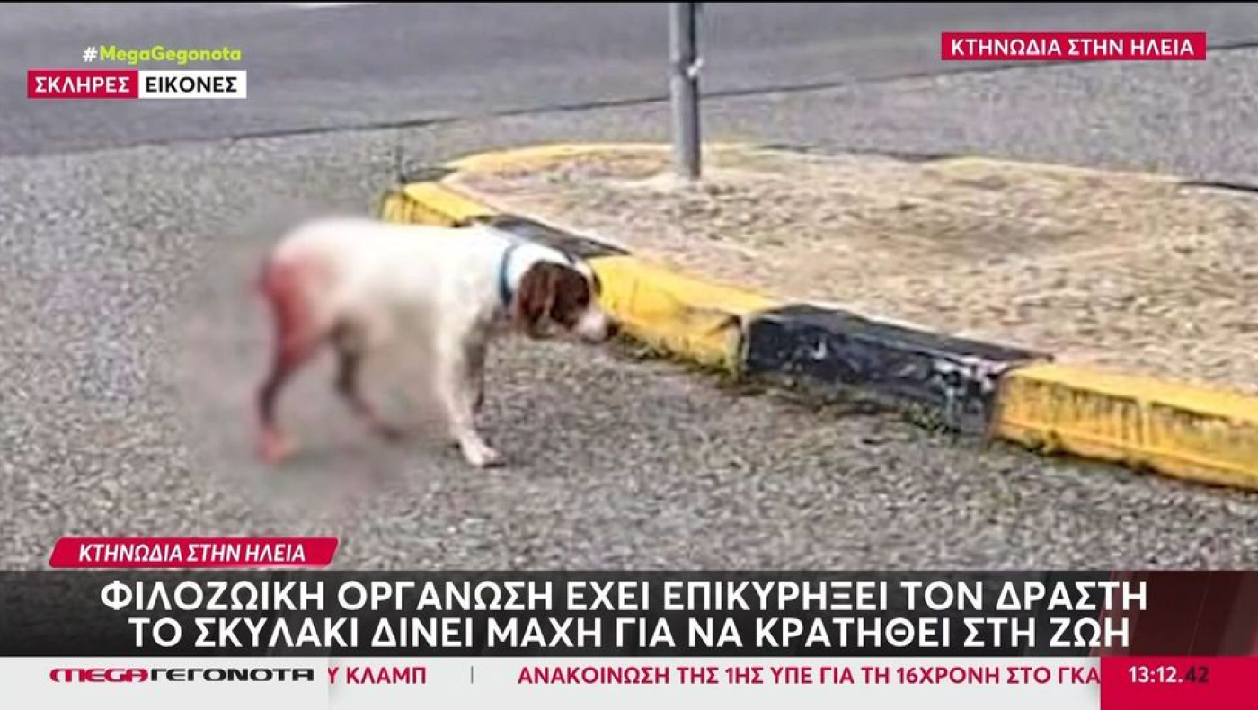 Βάναυση σεξουαλική κακοποίηση σκύλου στην Ηλεία: Κρίσιμη η κατάστασή του