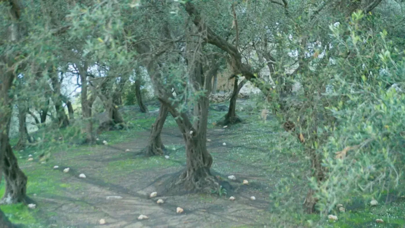 Πικρός... «φραπές»: Πώς θα δικαιολογήσει 2,5 εκατ., επτά ΙΧ και τη Jaguar;