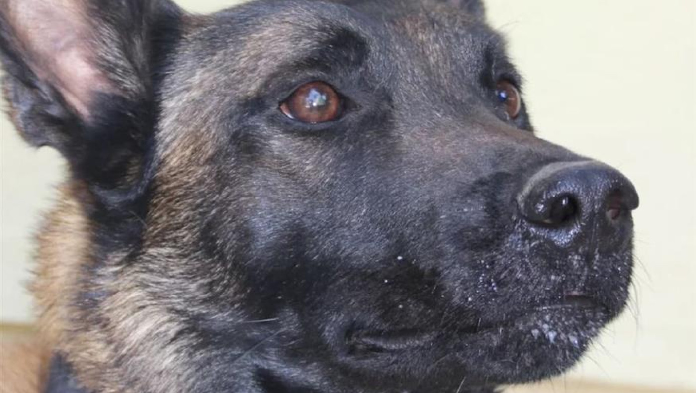 AnubisUnit Colabside: «Δηλητηρίασαν τον Echo»-Συμμετείχε στον εντοπισμό του Βασίλη Καλογήρου