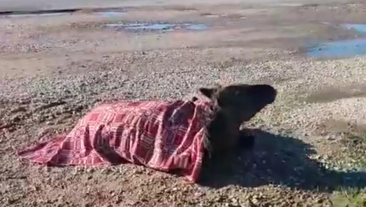 Τραυματισμένο άλογο έμεινε αβοήθητο για ώρες μετά από τροχαίο