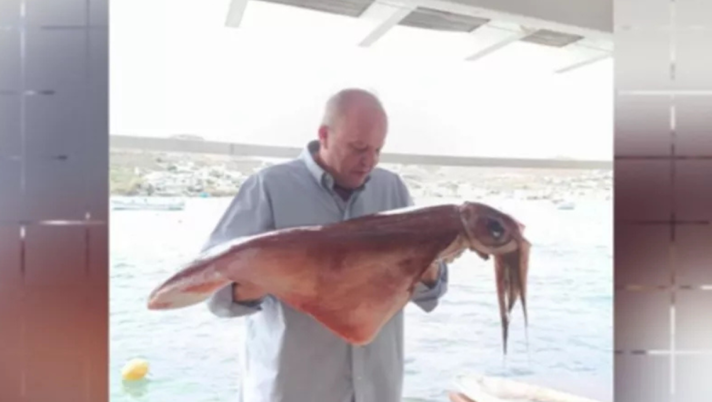 Στη Μύκονο έπιασαν δυο καλαμάρια γίγαντες