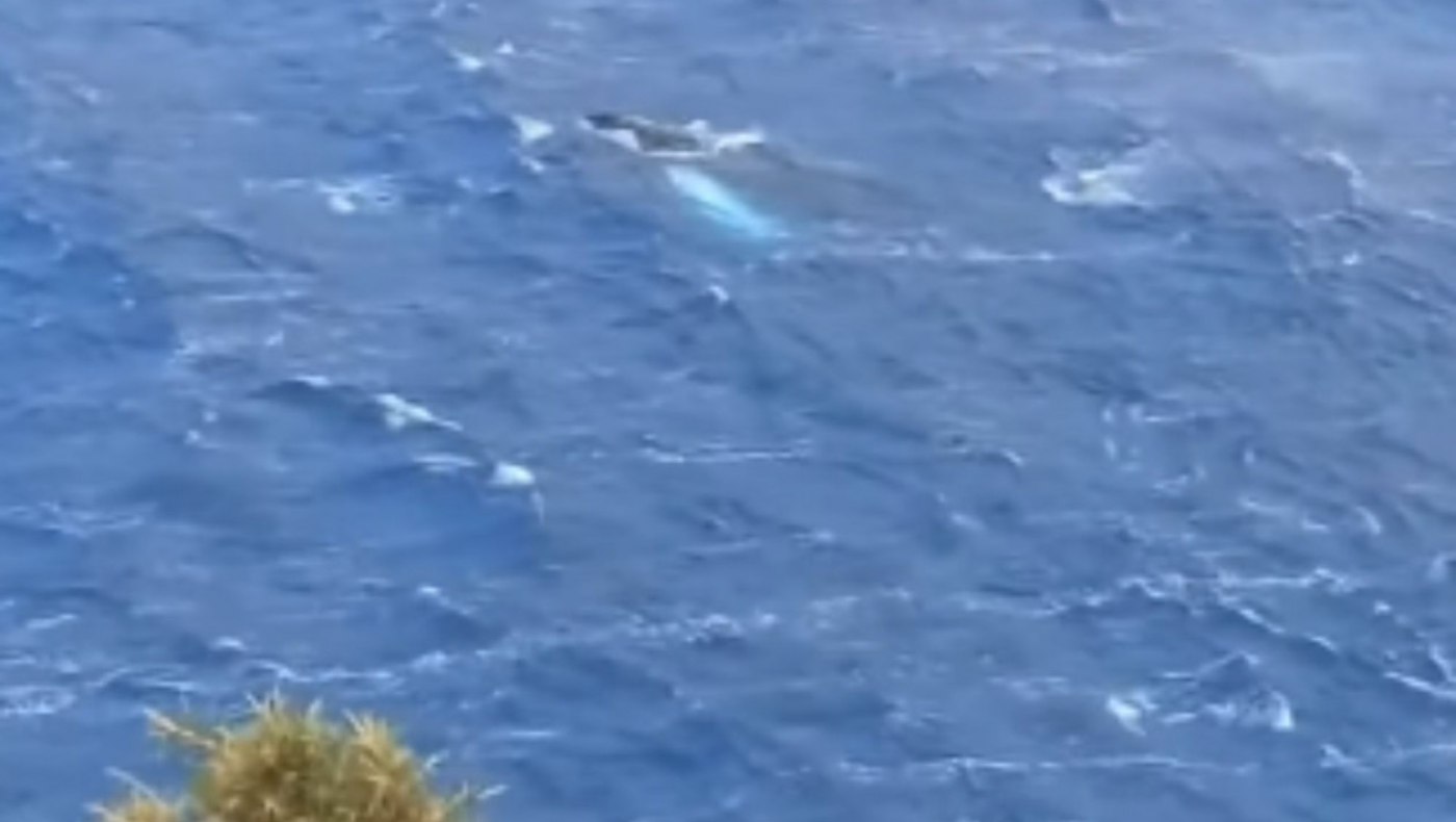 Εντυπωσιακό θέαμα στην Κάλυμνο: Φάλαινα πλατσούριζε στο Αιγαίο