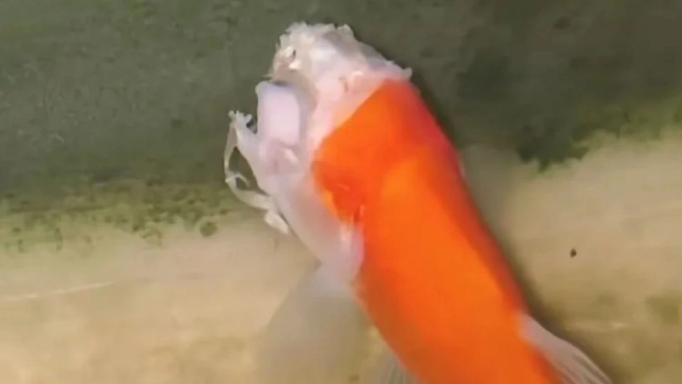 Ακέφαλο χρυσόψαρο κολυμπούσε για δύο εβδομάδες!