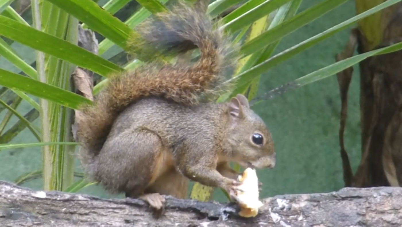 Τελικά, έχει σκιουράκια ο Αμαζόνιος;