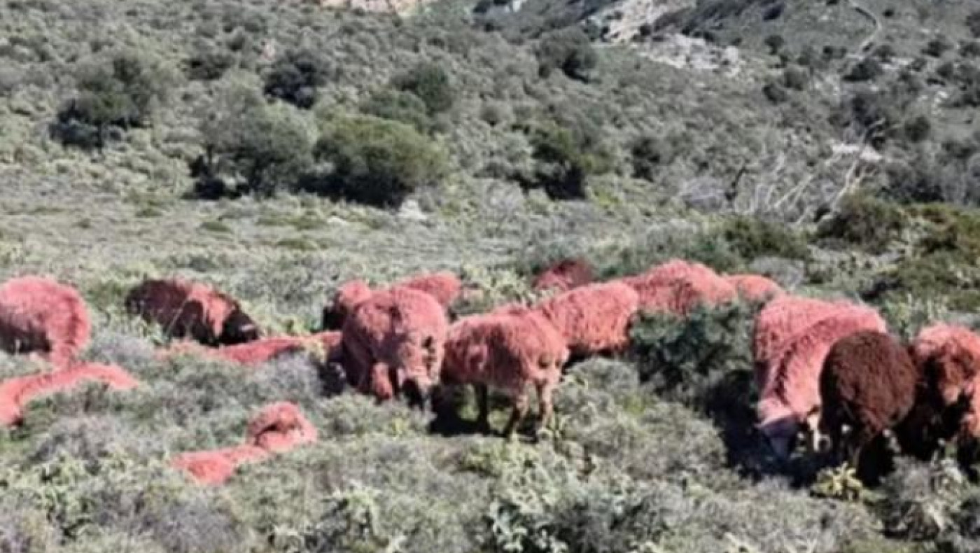 Έβαψε κόκκινα τα πρόβατά του για να μην τα κλέψουν!