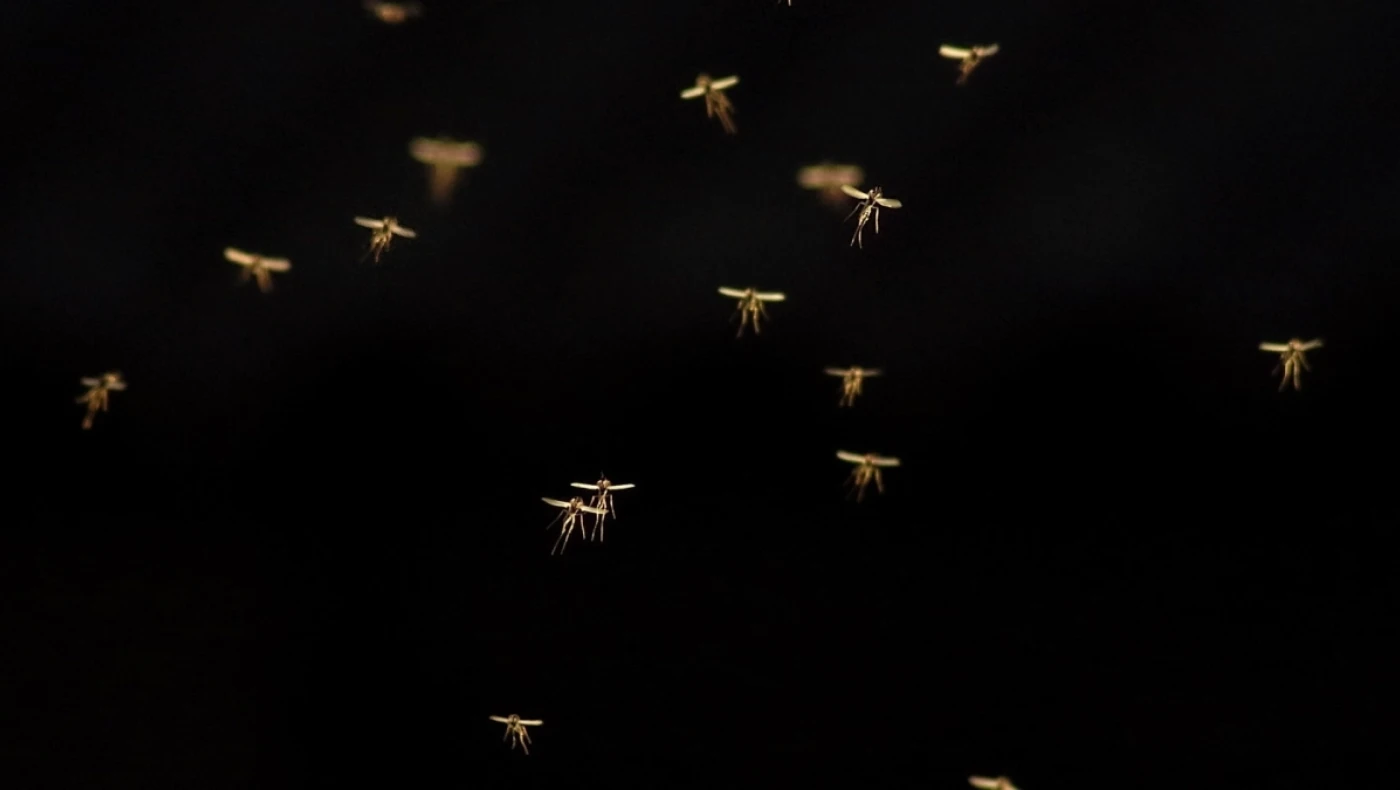 Η μόνη χώρα στον κόσμο που δεν είχε κουνούπια, υπέκυψε