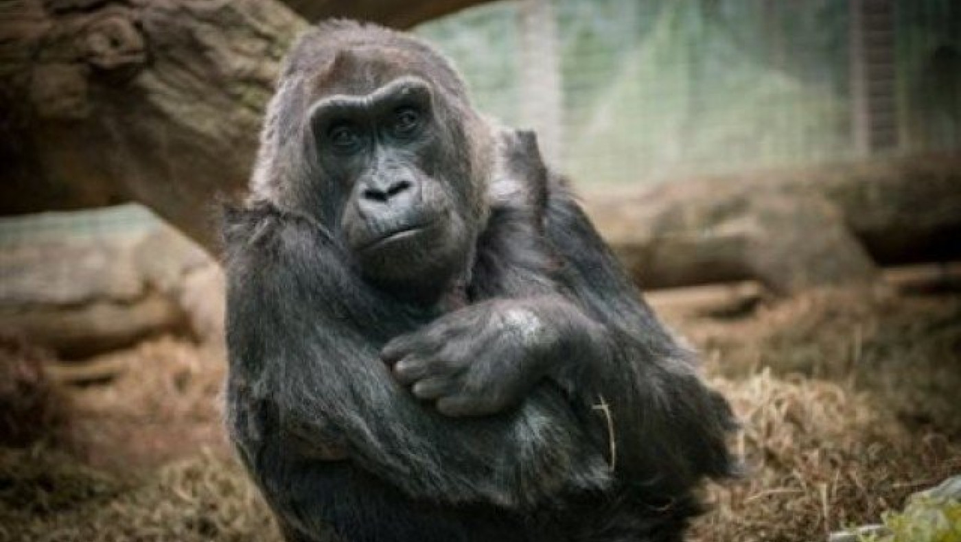 «Έφυγε» η Κόλο, ο γηραιότερος γορίλας του      κόσμου!