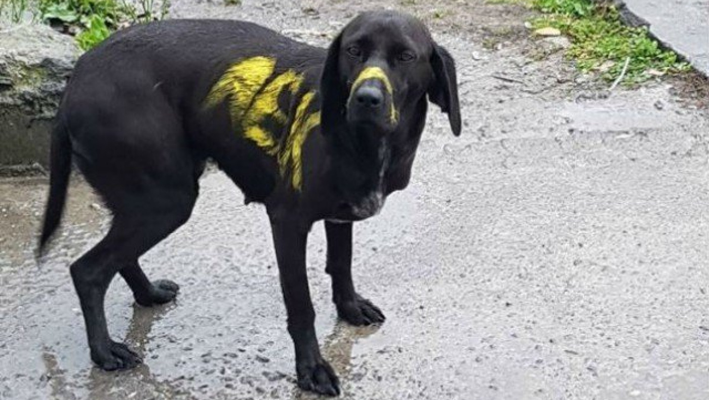 Καταδικάζει η ΠΑΕ ΑΕΚ το αποτρόπαιο περιστατικό με τον σκύλο!