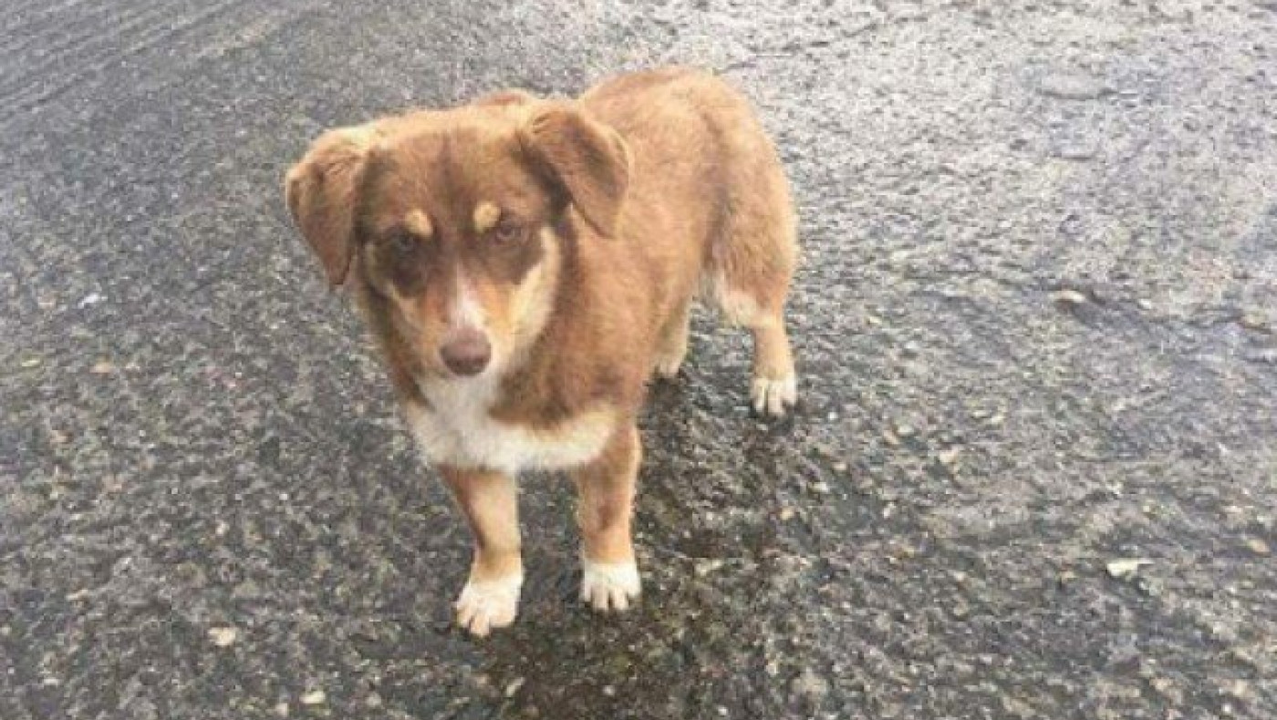 Φρίκη στην Ξάνθη: Αδέσποτο σκυλί βρέθηκε βιασμένο! (ΦΩΤΟ)