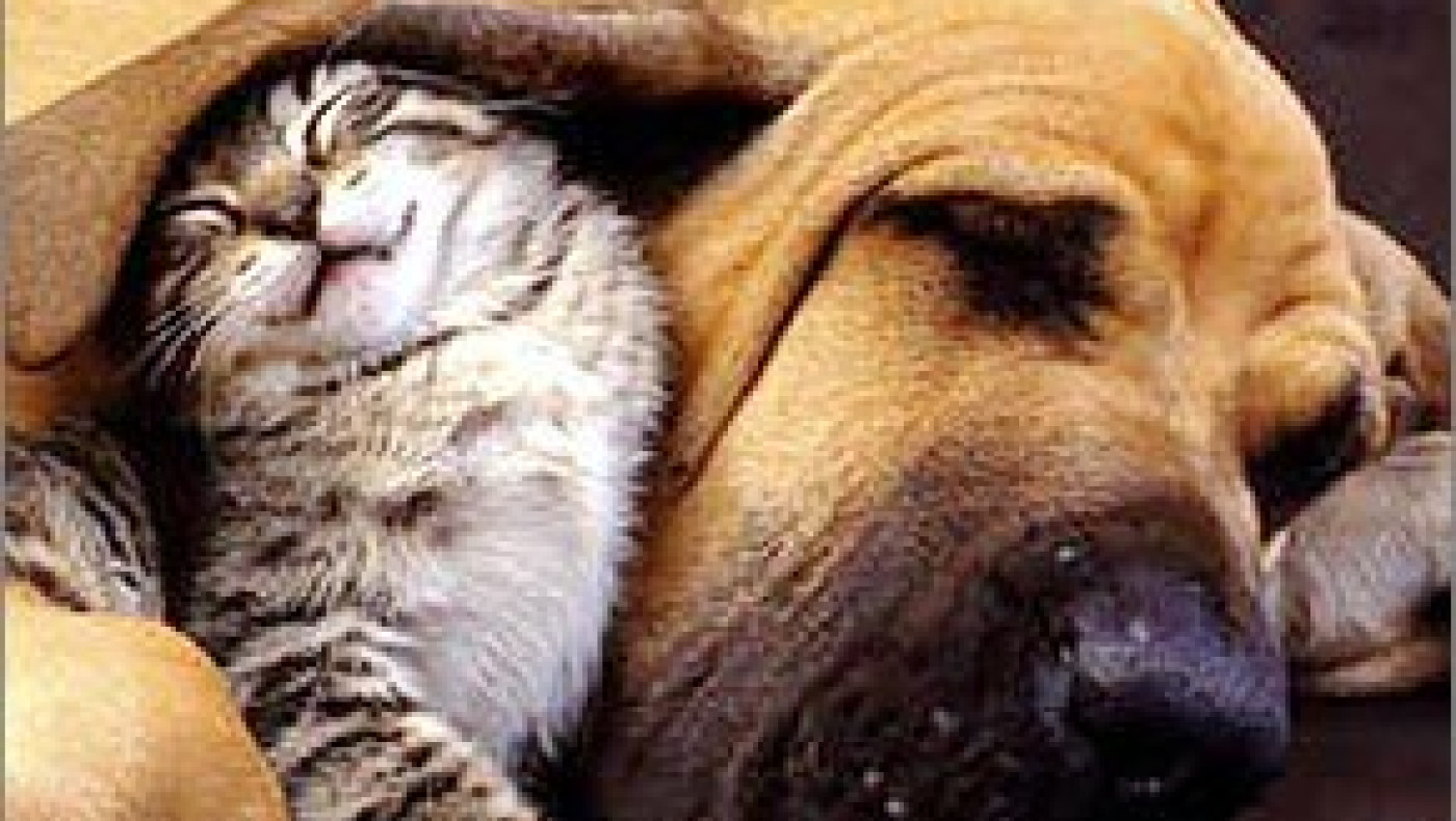 To πρόγραμμα για την Παγκόσμια Ημέρα των Ζώων στην παραλία της Θεσσαλονίκης