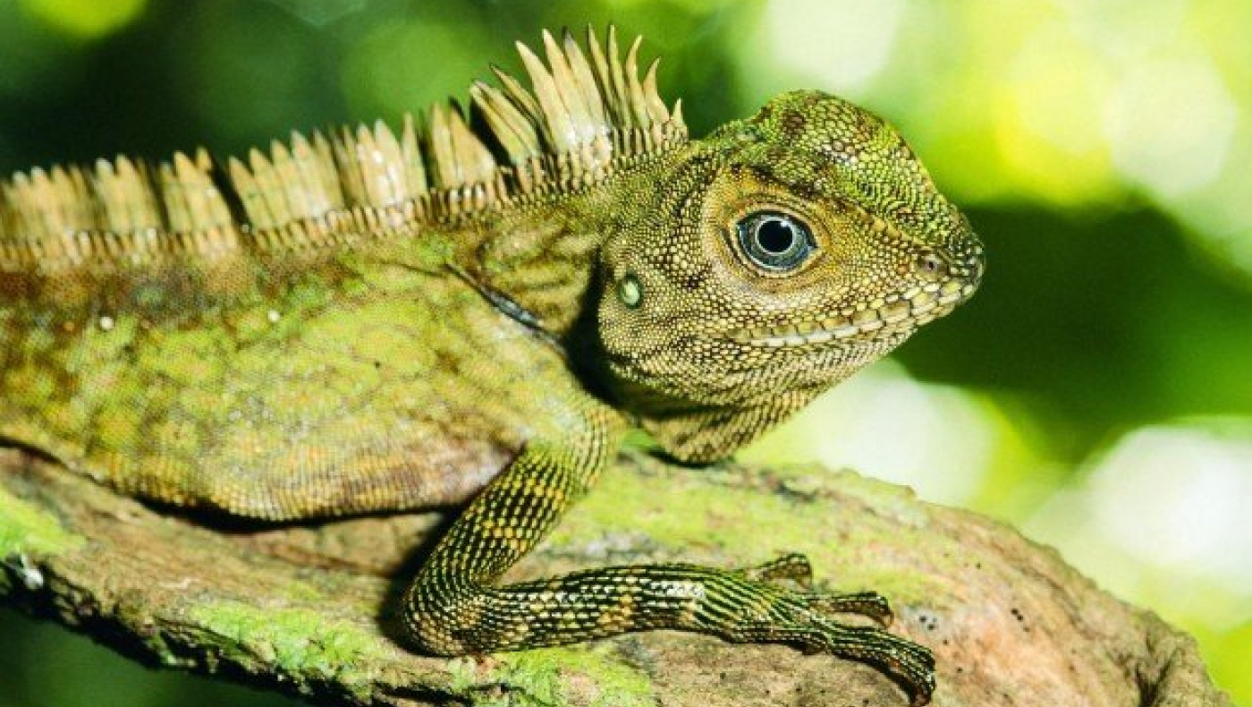 Το ιγκουάνα             που διέκοψε... αγώνα τένις! (ΒΙΝΤΕΟ)