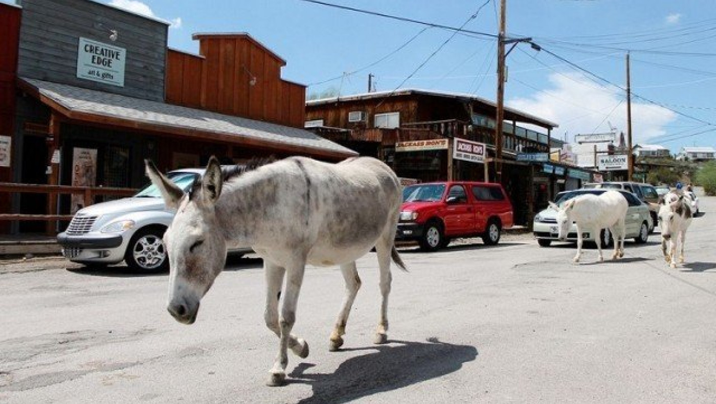 Μία πόλη με άγρια γαϊδουράκια ελεύθερα στους δρόμους της! (ΦΩΤΟ)