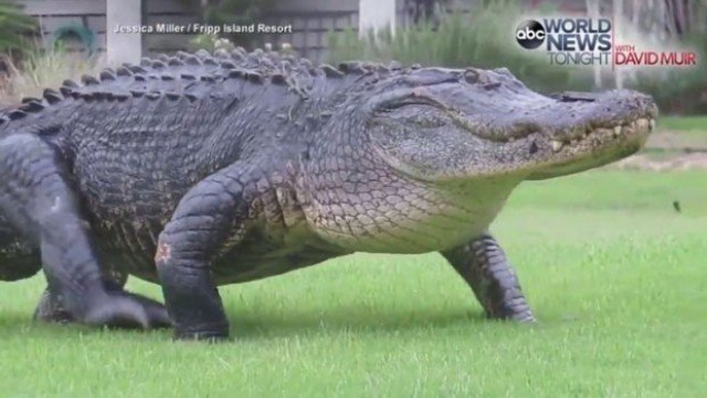 VIRAL: Αλιγάτορας διέκοψε αγώνα γκολφ στις ΗΠΑ (video)